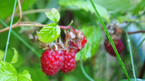 Image pour l'actualité Ecolo vous offre un arbuste fruitiers ce week-end: en quoi est-ce bon pour la biodiversité et votre santé ?