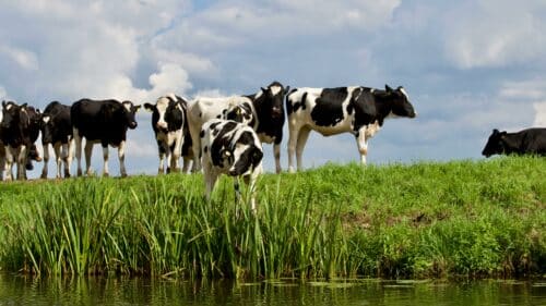 Image pour l'actualité L'encadrement de l’accès du bétail aux cours d'eau validé à l’unanimité